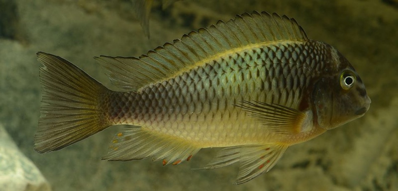 Tropheus sp. 'limespot' Kapampa